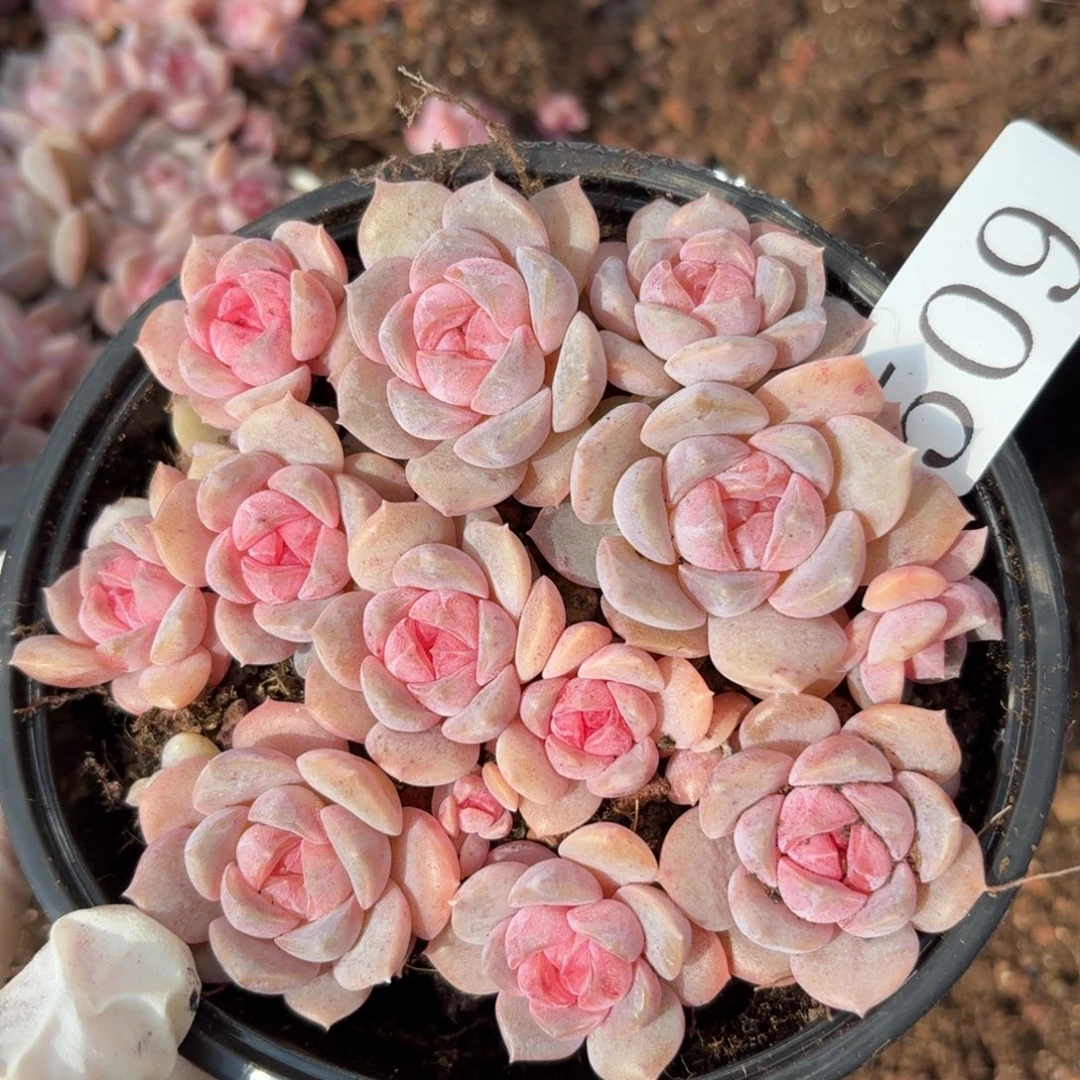 多肉植物多肉植物509