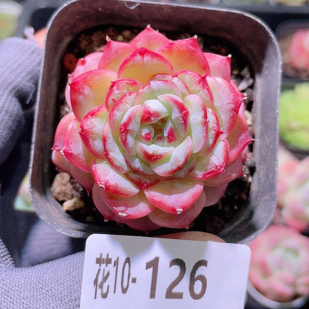 花利美10-126天鹅绒