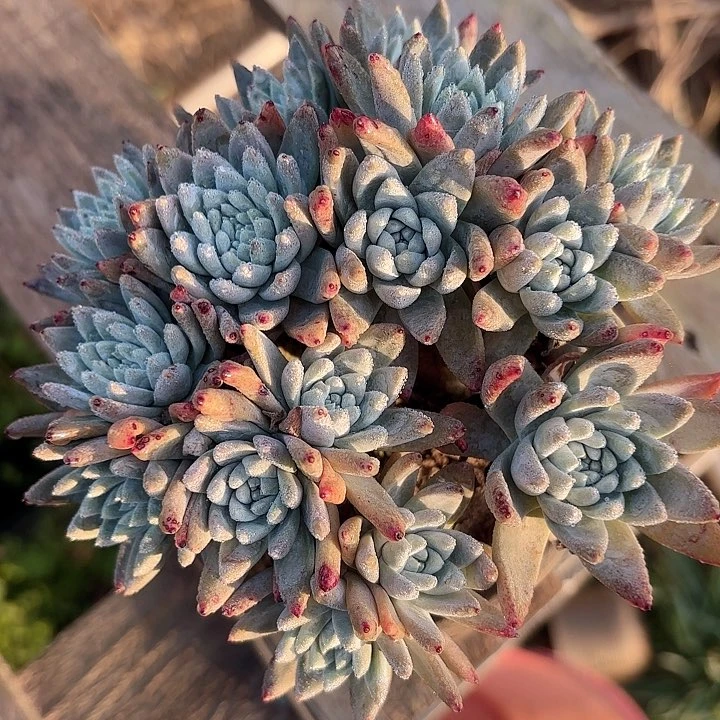 仙女杯多肉植物提取