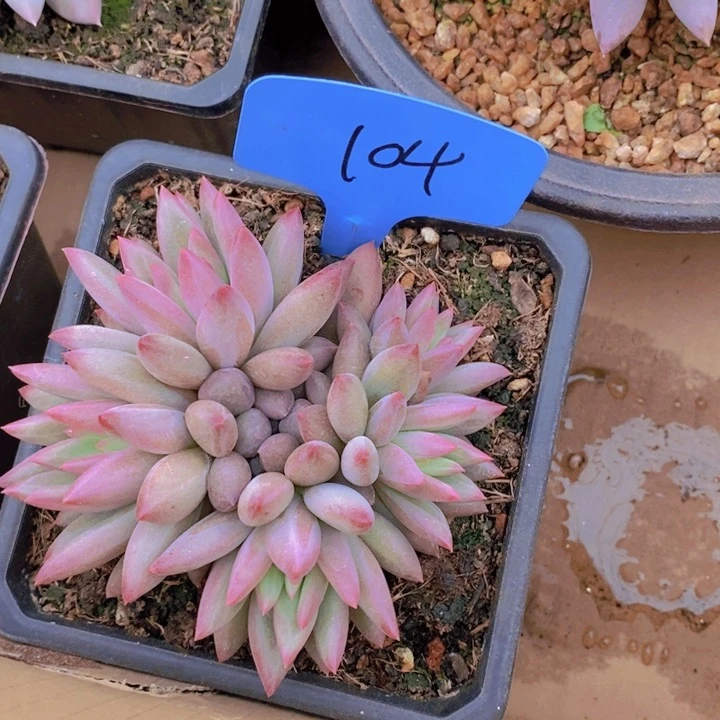 在家待几分钟在回寝室