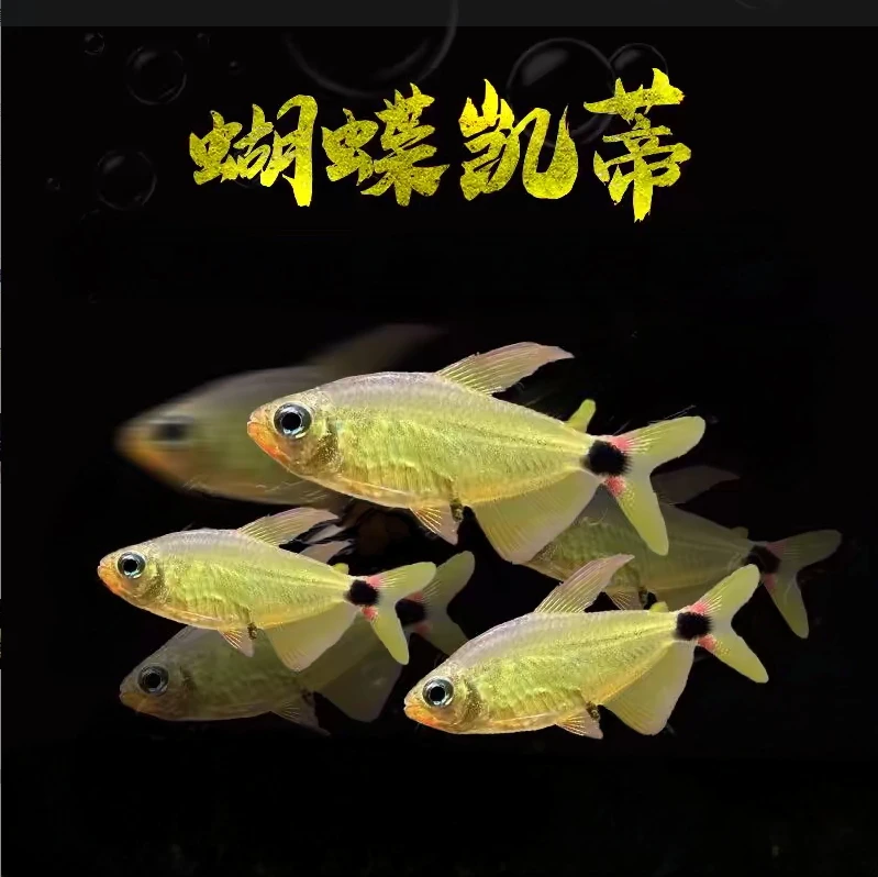 蝴蝶凯蒂3厘米左右