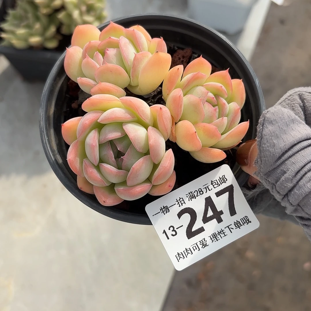 桔子冰无盆土发货