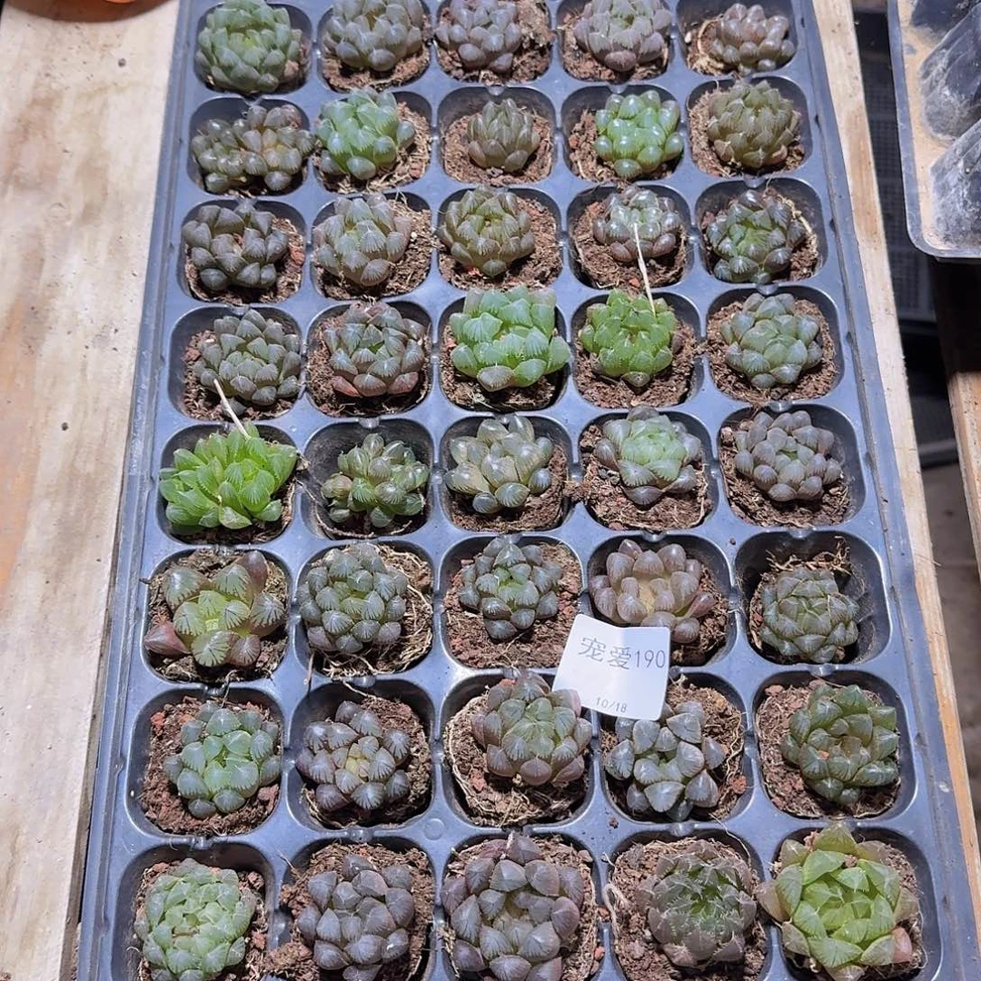 直播福利一物一拍190