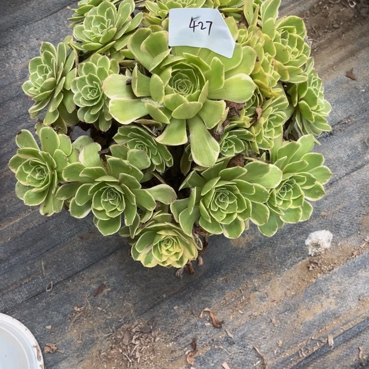 W***M427多肉植物法师老庄