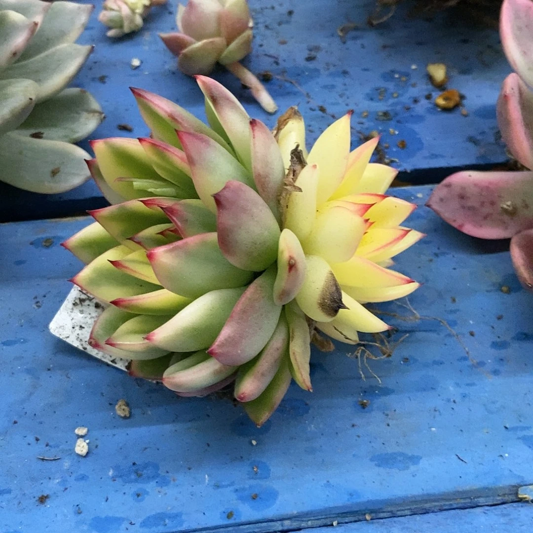 小*蕉汉娜炸多肉植物哇啦塞哇啦塞