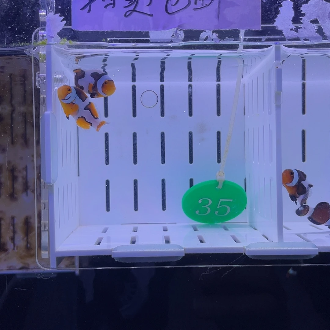 公热带海域3.5-4.5毕加索