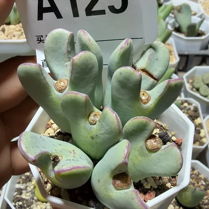 125。多肉植物的生长发育