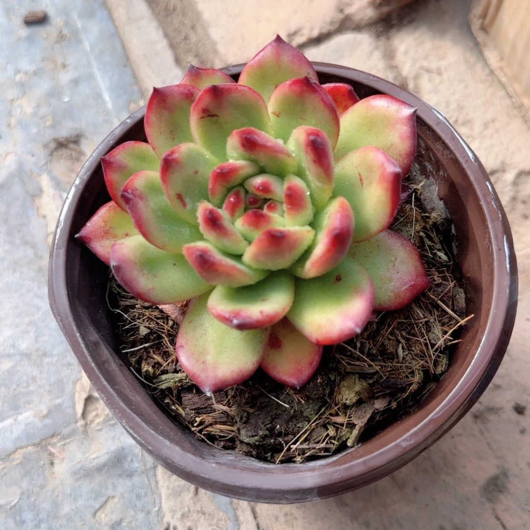 无花朵TM120盆单头