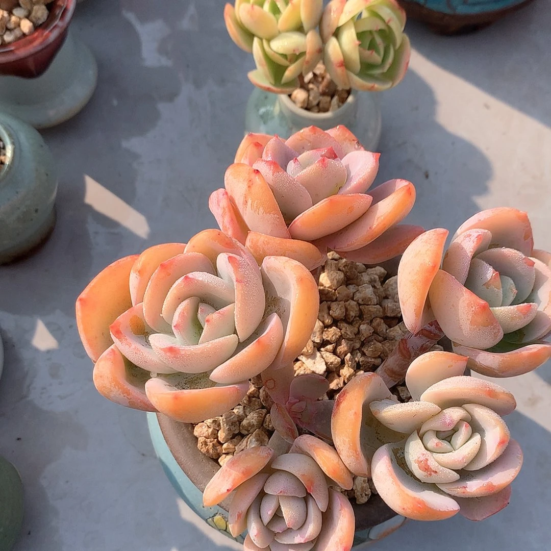 白凤多肉植物，鸡蛋碧桃