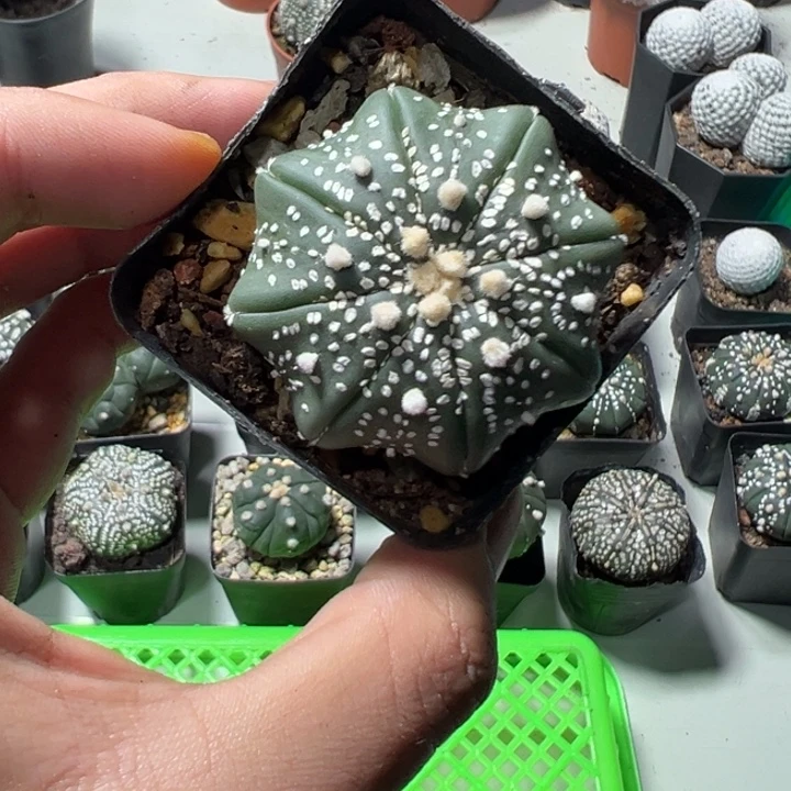 兜球竞拍不退不换