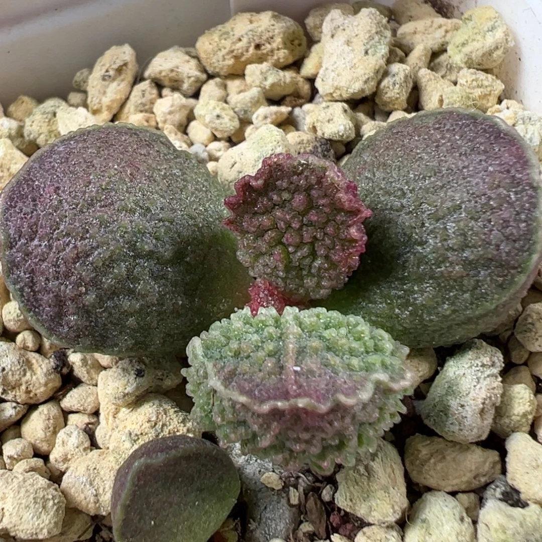 w深色系扁胖叶颗粒款实生新品