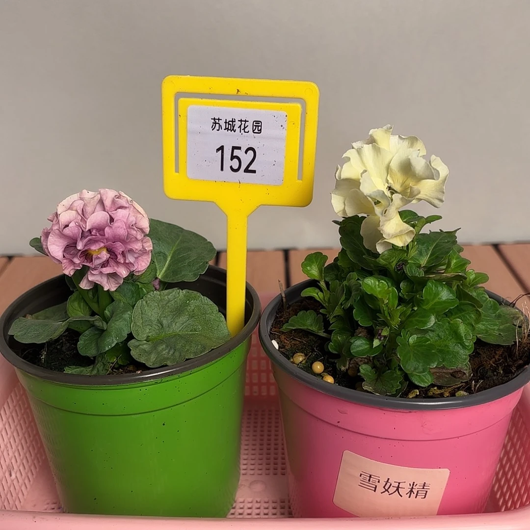 大部分开放少量花苞152