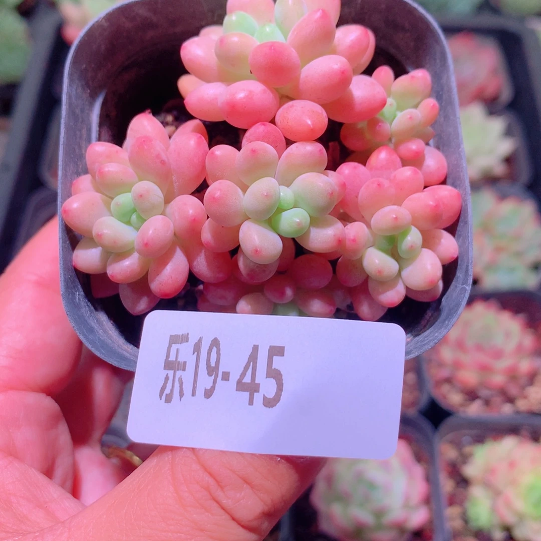 乐然19-45 洛可可群