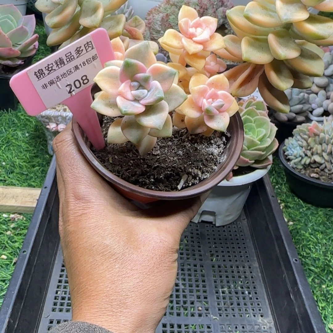 锦安精品多肉植物208