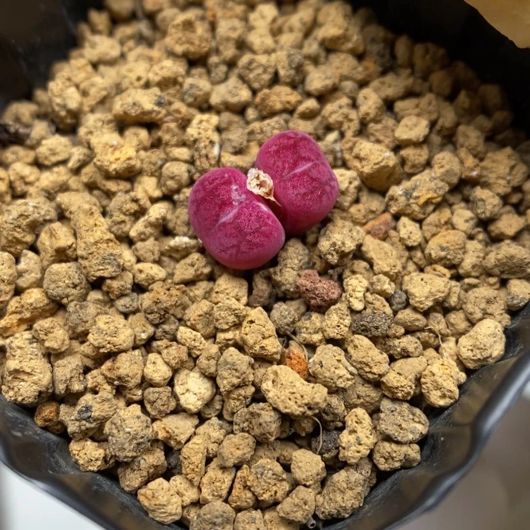 多肉植物肉锥杂交K-670