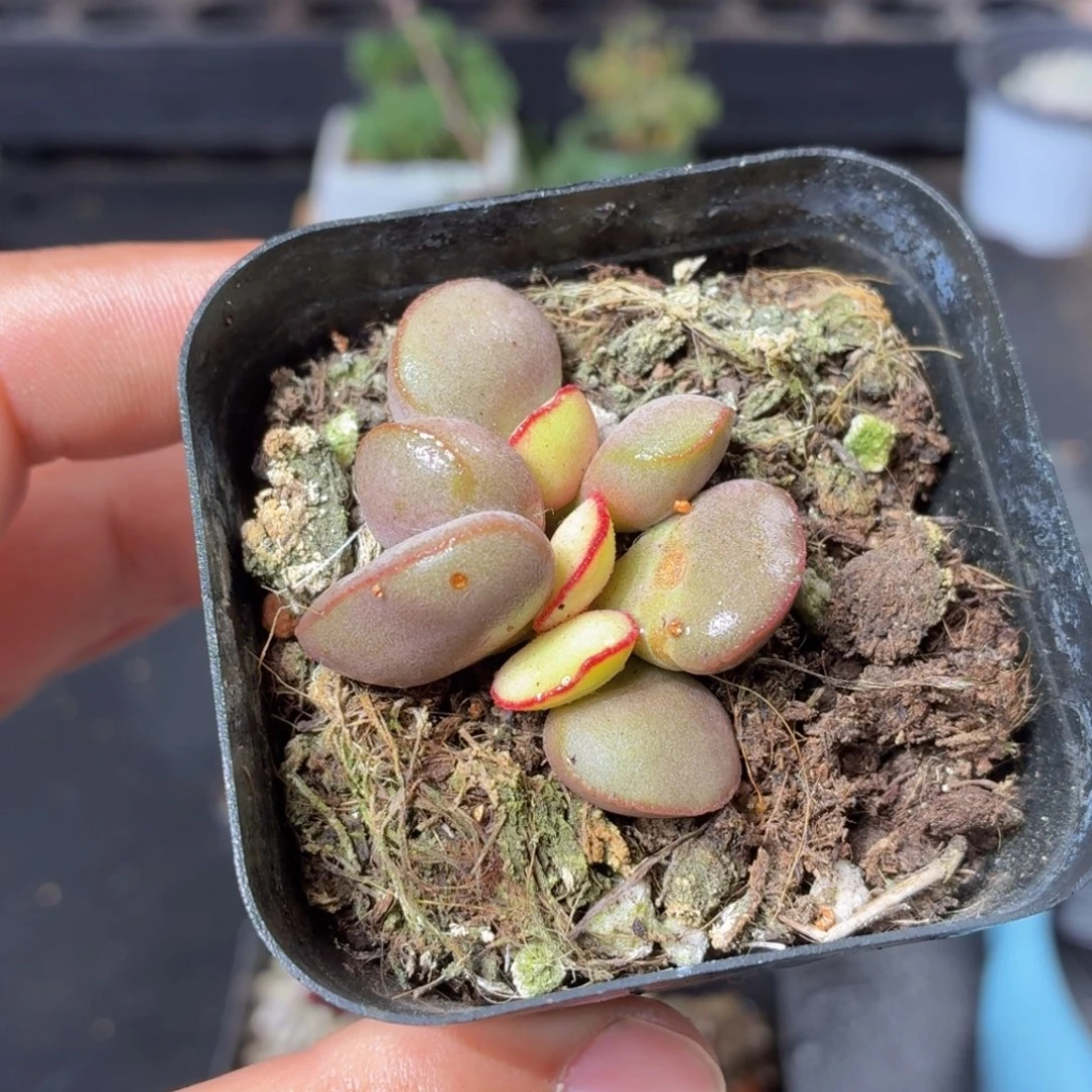 红蛋水泡多肉9.9包邮发货