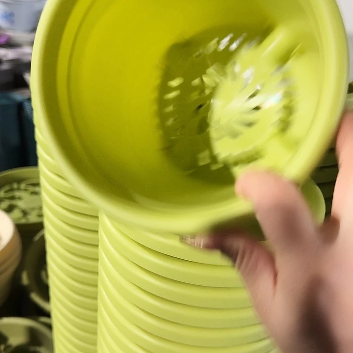 四季2号果绿无托10个
