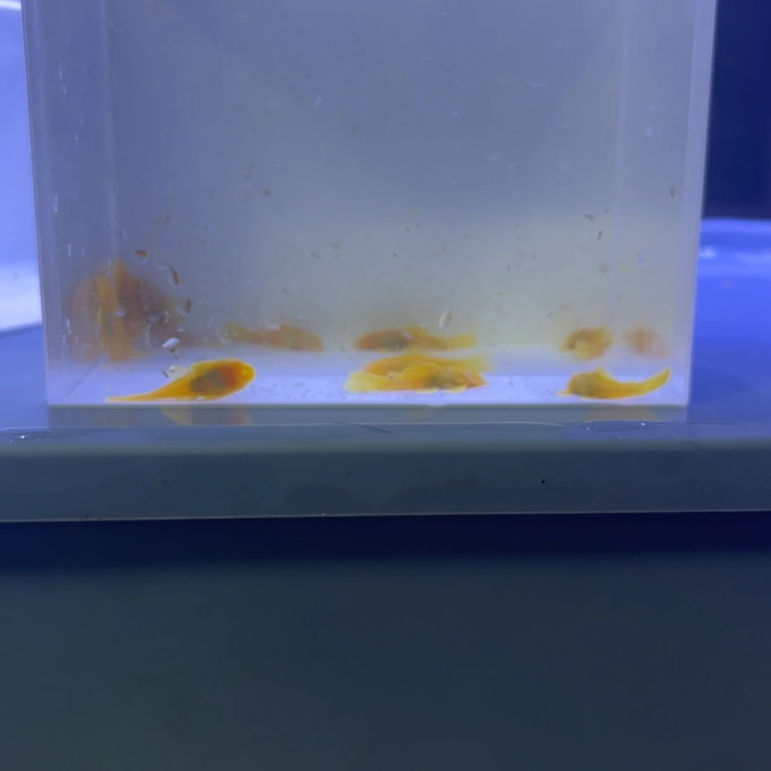 孔雀鱼胡子十条开箱视频报损