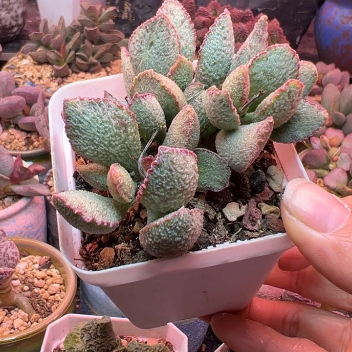 一物一拍，感谢支持