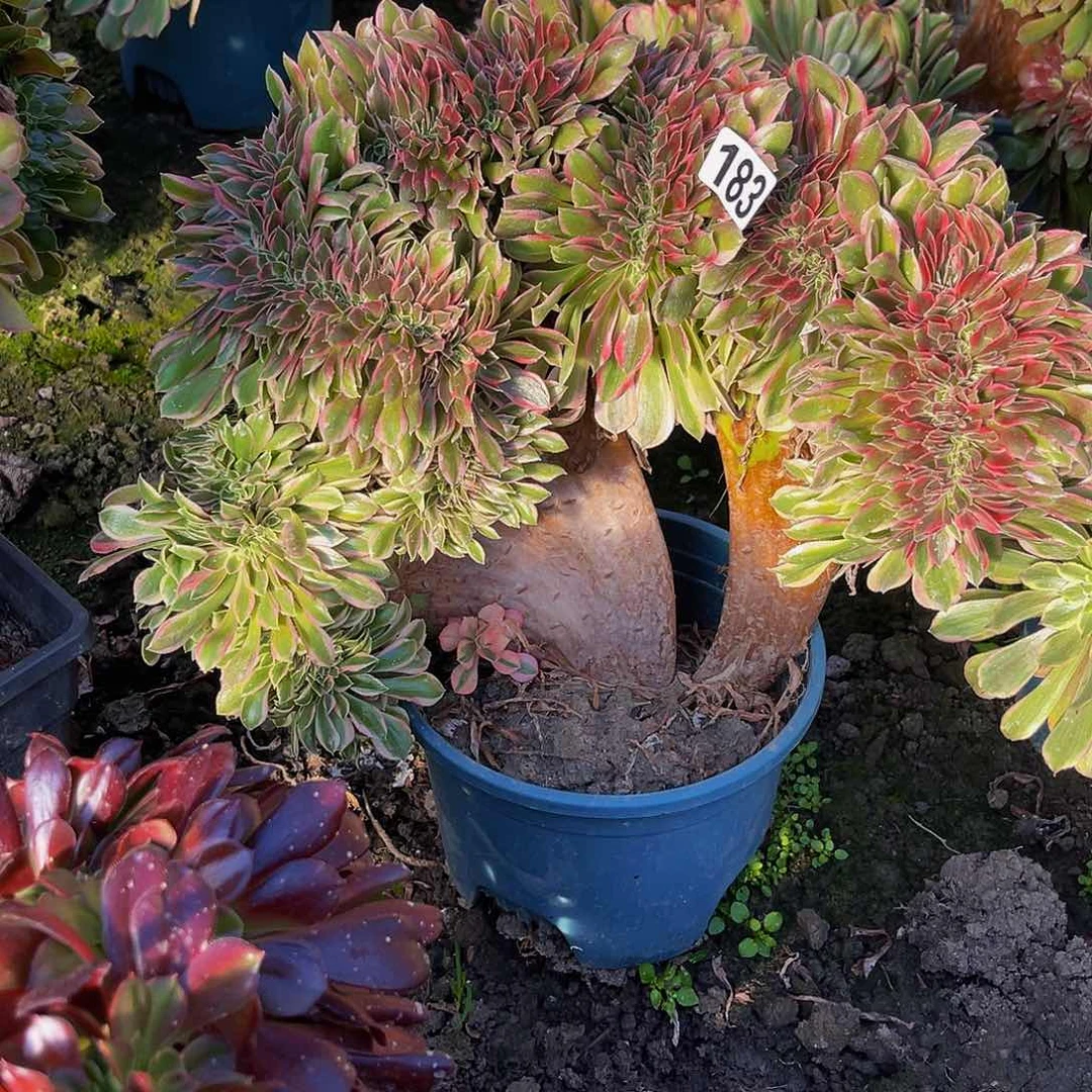 女神法师15–5包邮法师