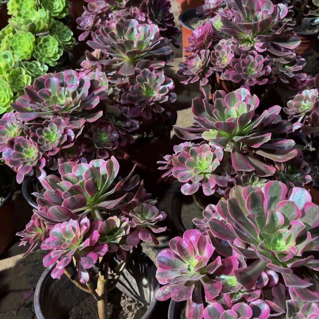 美杜莎9.9法师多肉木质