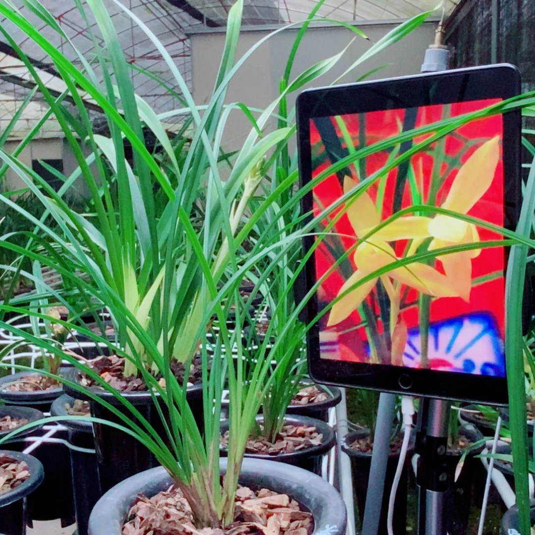 大部分花苞少量开放