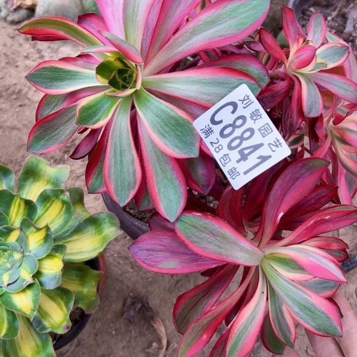 翠***花8841多肉植物法师法师