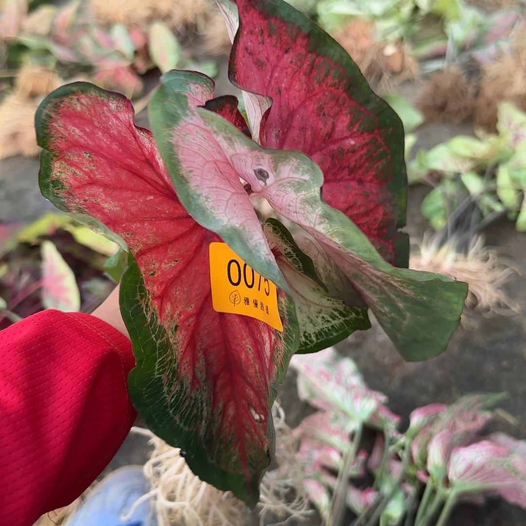 完全开放0075光头美6-7裸球不售后