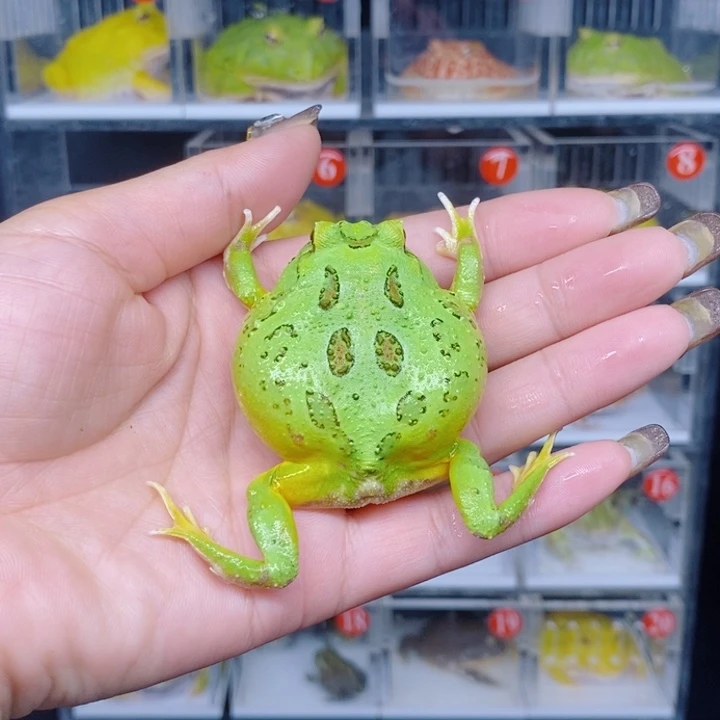 角蛙恭喜发财大吉大利