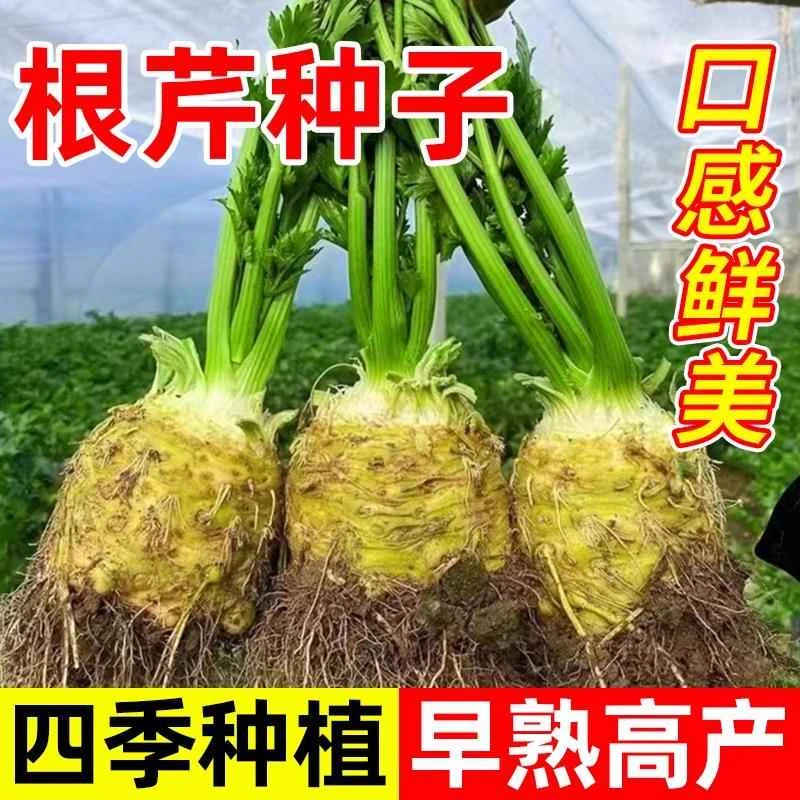 正宗地中海根芹种子四季洋芹芹菜根种籽阳台蔬菜盆栽稀有蔬菜种子