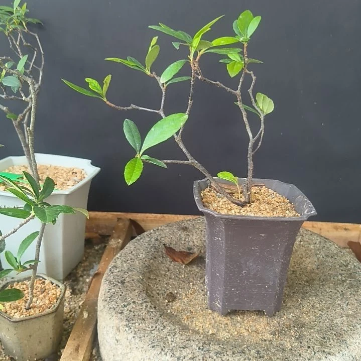 背***墙无花朵海  岛  春  花