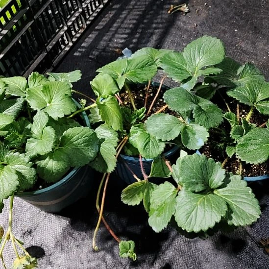 真红青山盆2个+越雪妃1个