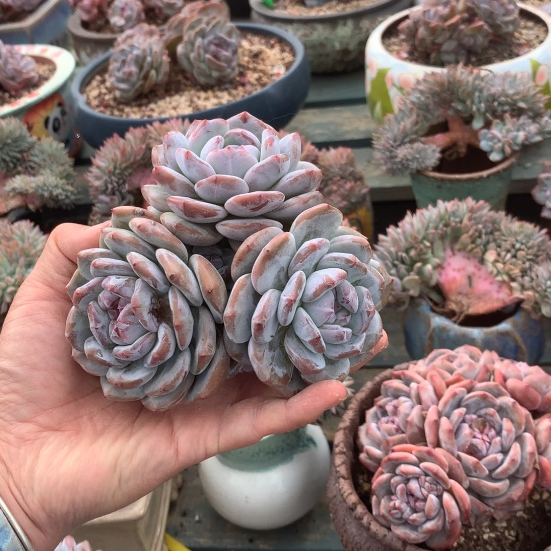 无花朵哈哈哈哈哈哈哈哈哈4