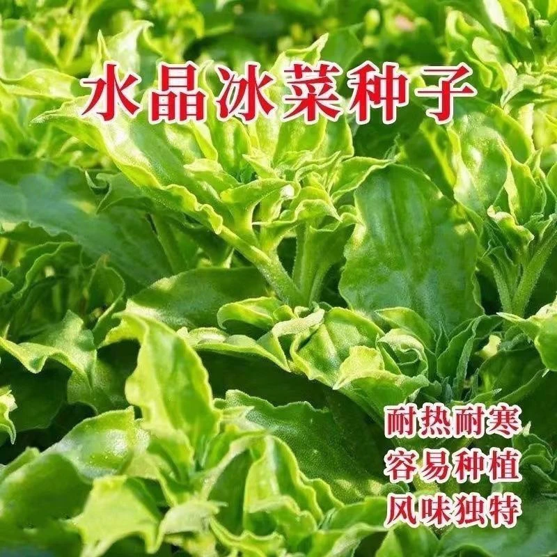 冰菜种子南方蔬菜四季种植长寿菜营养高钙冻不死易种高产冰草种籽