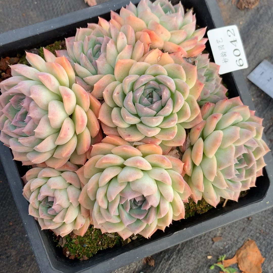 6042杂交多肉老桩