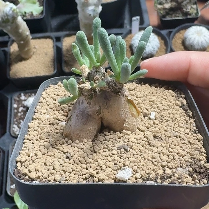 淡青霜块根仙人球123