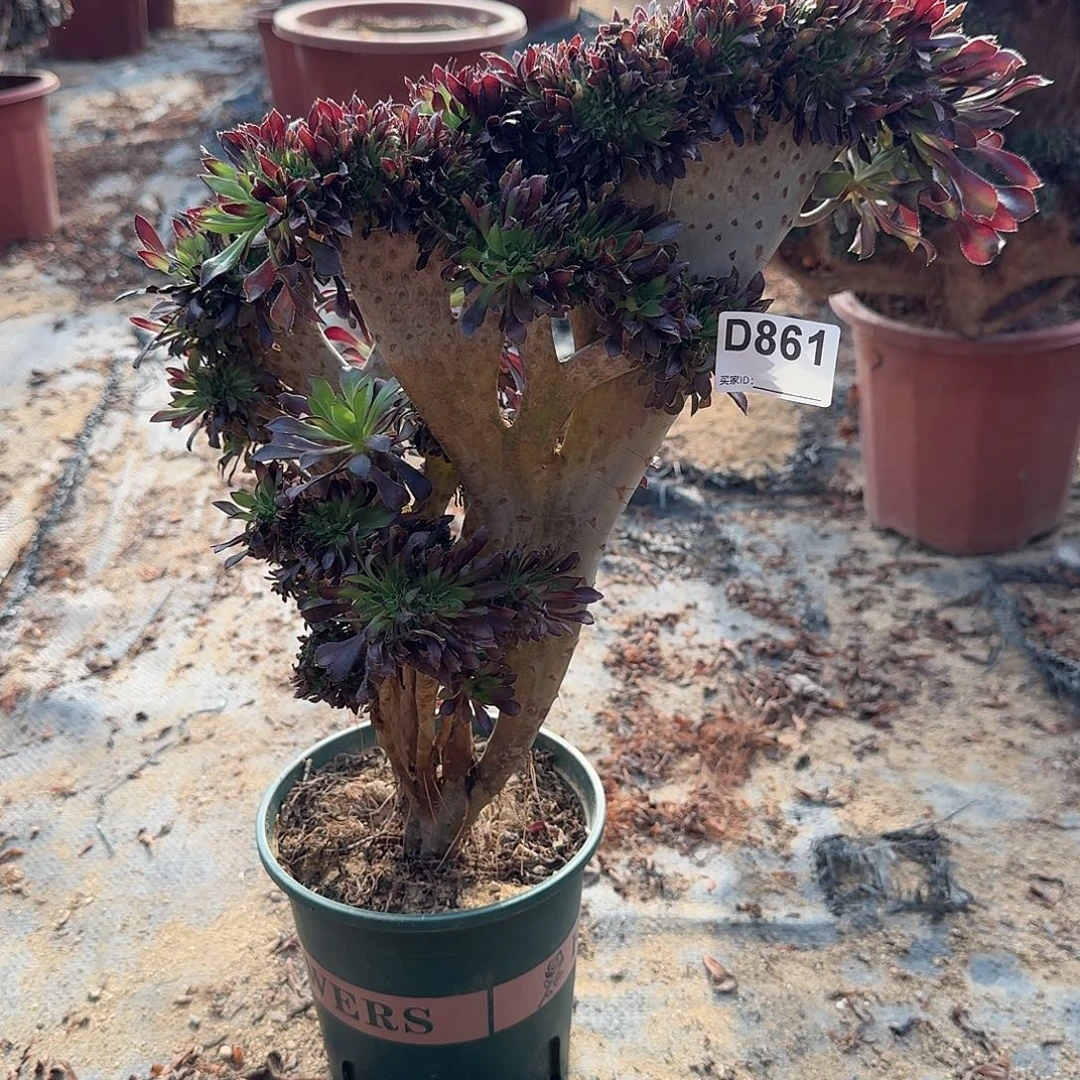 861黑法师一颗呀呀