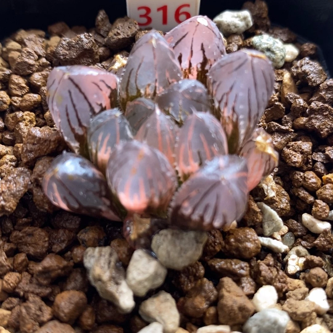 316赤斑玉露锦一物一拍