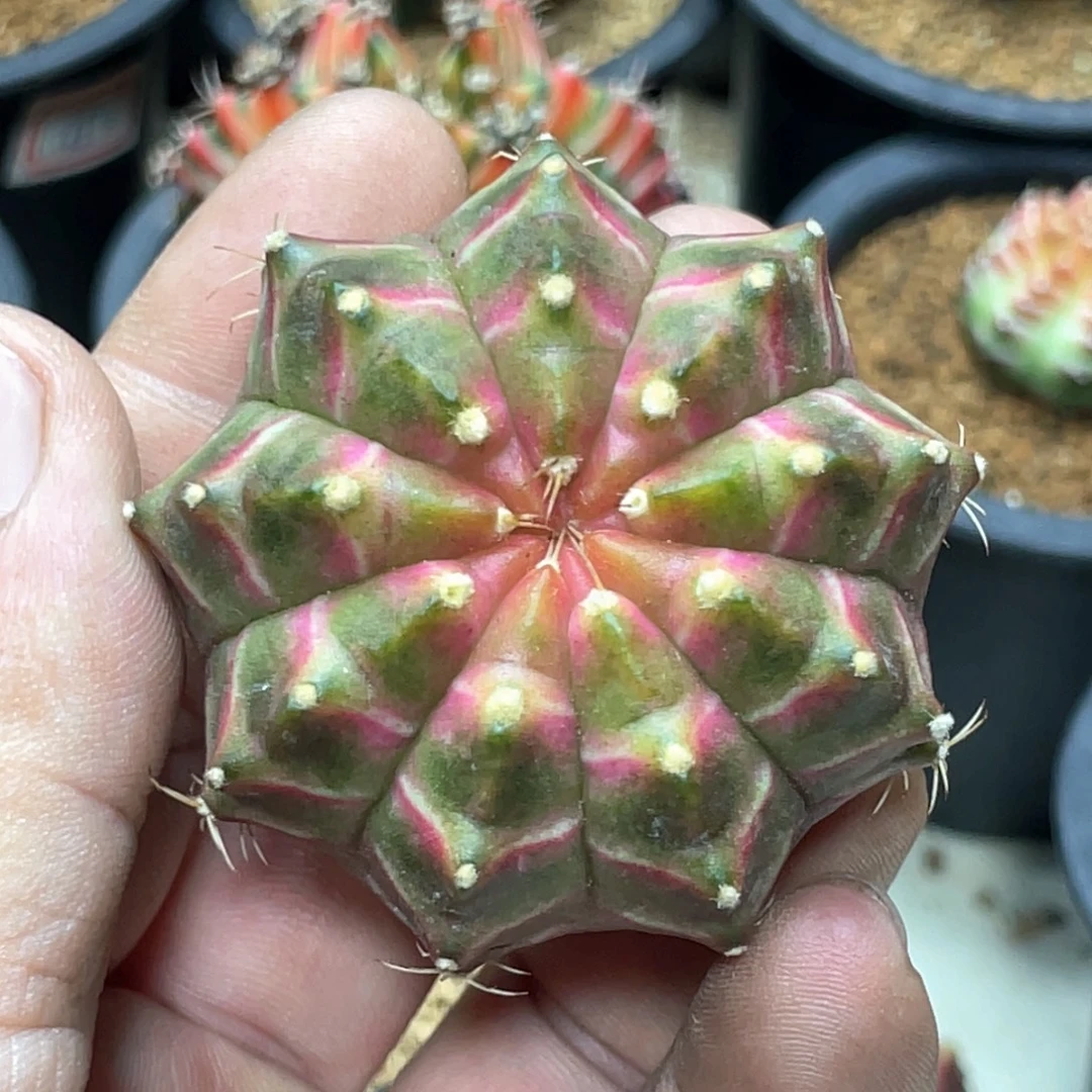 当前无花朵，栽培后可花朵粉轮回19