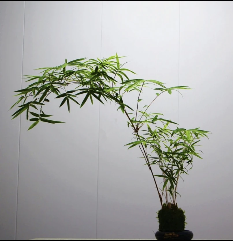 红观音竹室内外美观大气禅意观赏竹