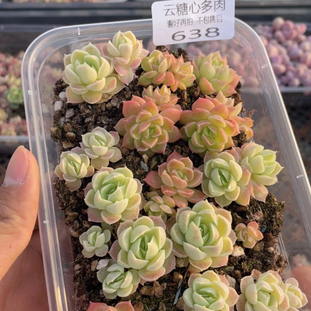 云糖心多肉植物638