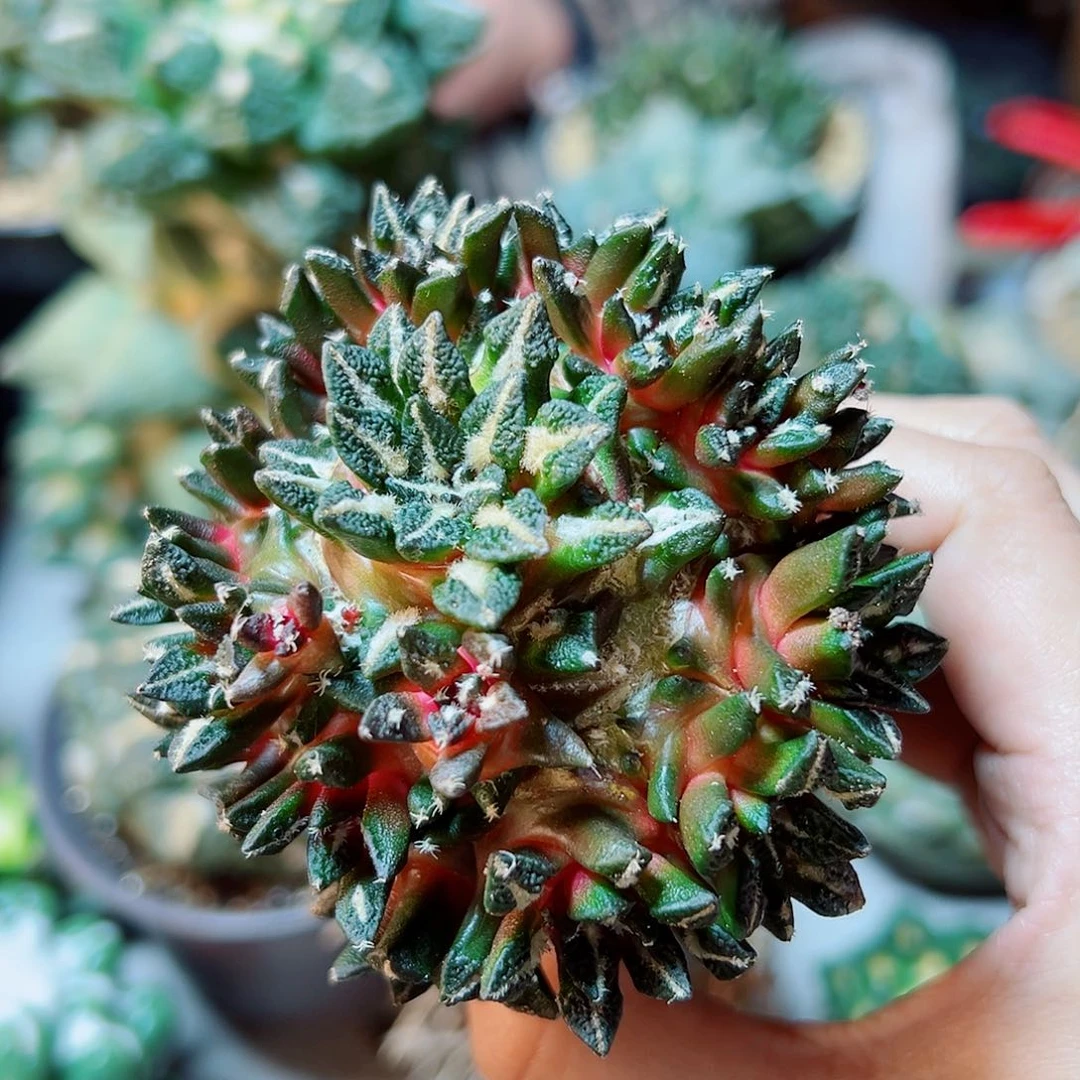 晚31号黑牡丹群7.5公分带柱