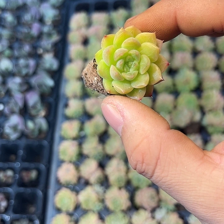 双头麦秆 满10颗包邮