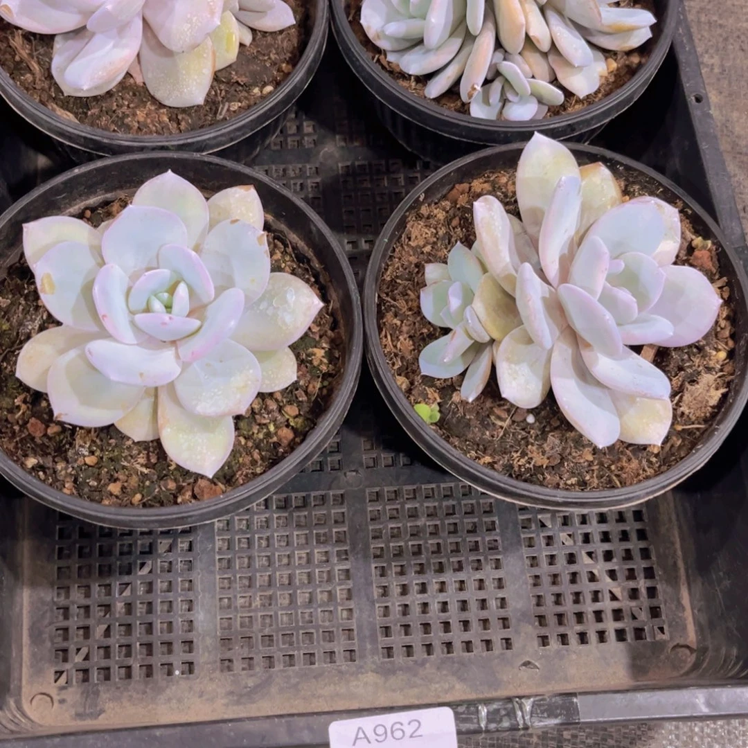 A962售后范围签收起7天内。