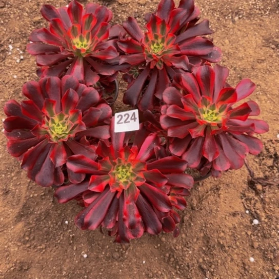 遥***离美杜莎5棵3号棚224