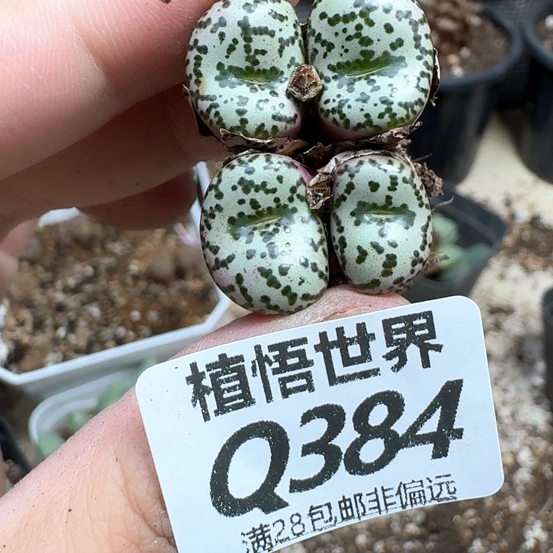 多肉植物的润泽njk