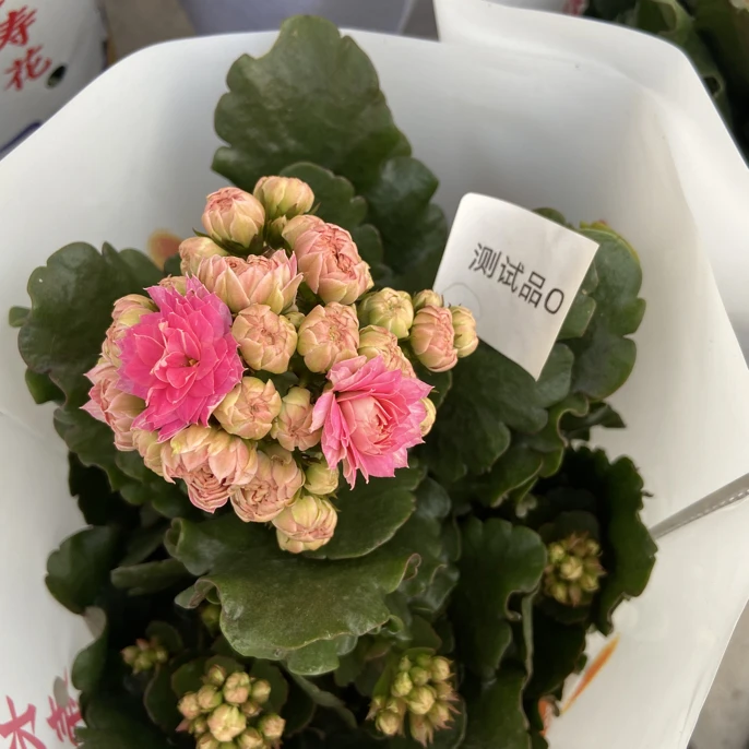 测试品O. 青稞发货. 以直播展示为准。美观带花苞漂亮淡雅