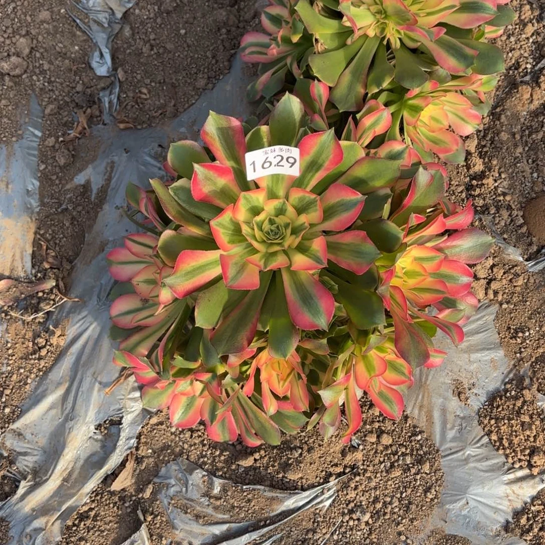 梅****香妃地载1629一物一拍