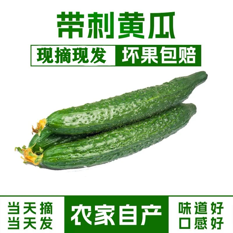 黄瓜新鲜河南绿心黄瓜现摘批发青瓜农家当季蔬菜应季青瓜现发