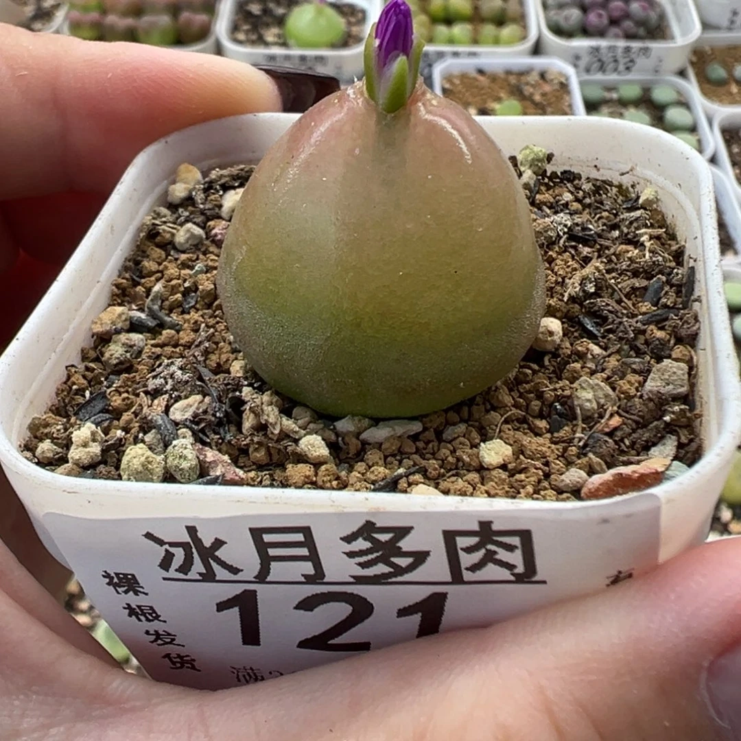 121灯泡带盆土发货